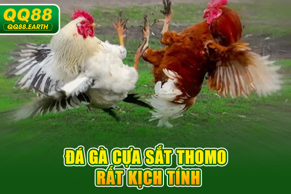 Đá gà cựa sắt Thomo rất kịch tính