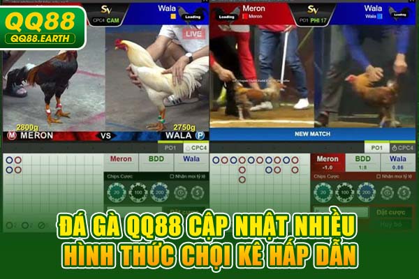 Đá gà QQ88 cập nhật nhiều hình thức chọi kê hấp dẫn