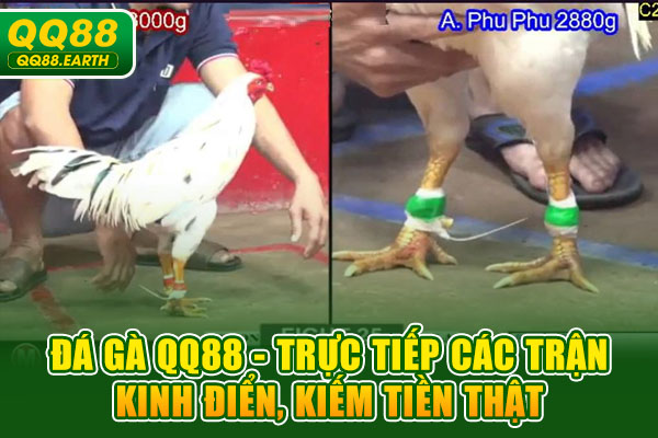 Đá Gà QQ88 – Trực Tiếp Các Trận Kinh Điển, Kiếm Tiền Thật