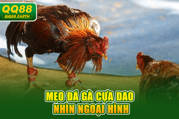 Mẹo đá gà cựa dao nhìn ngoại hình