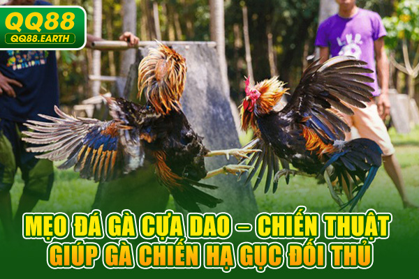 Mẹo Đá Gà Cựa Dao – Chiến Thuật Giúp Gà Chiến Hạ Gục Đối Thủ